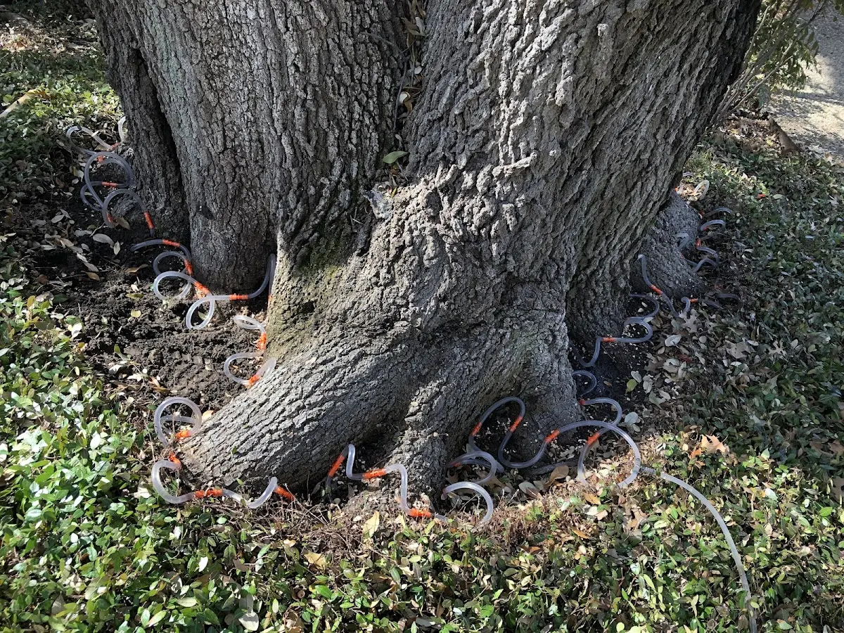 Detailed Tree Cabling and Bracing job site in Hyannis