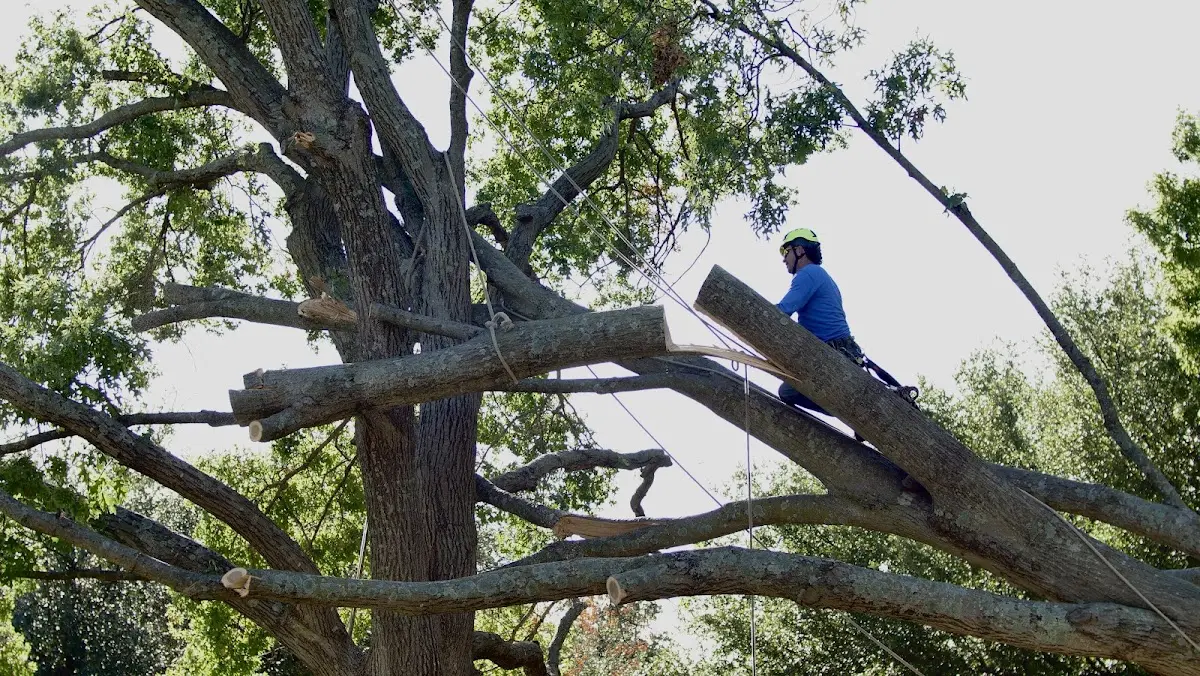 Professional Hazardous Tree Removal performed by certified arborists in Hyannis